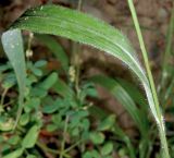 Brachypodium подвид pubescens