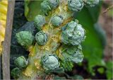 Brassica разновидность gemmifera
