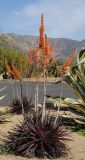 Dyckia platyphylla. Цветущее растение (культивар). США, Калифорния, Санта-Барбара, возле Старой Миссии. 18.02.2014.