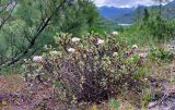 Rhododendron adamsii