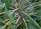 Brassica разновидность gemmifera