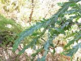 Acacia glaucoptera