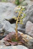 Rosularia glabra. Зацветающее растение. Казахстан, Чу-Илийские горы, каменистый склон горки. 07.05.2016.