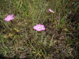 Dianthus caucaseus. Цветущие растения. Кабардино-Балкария, Баксанское ущелье. 14.07.2012.