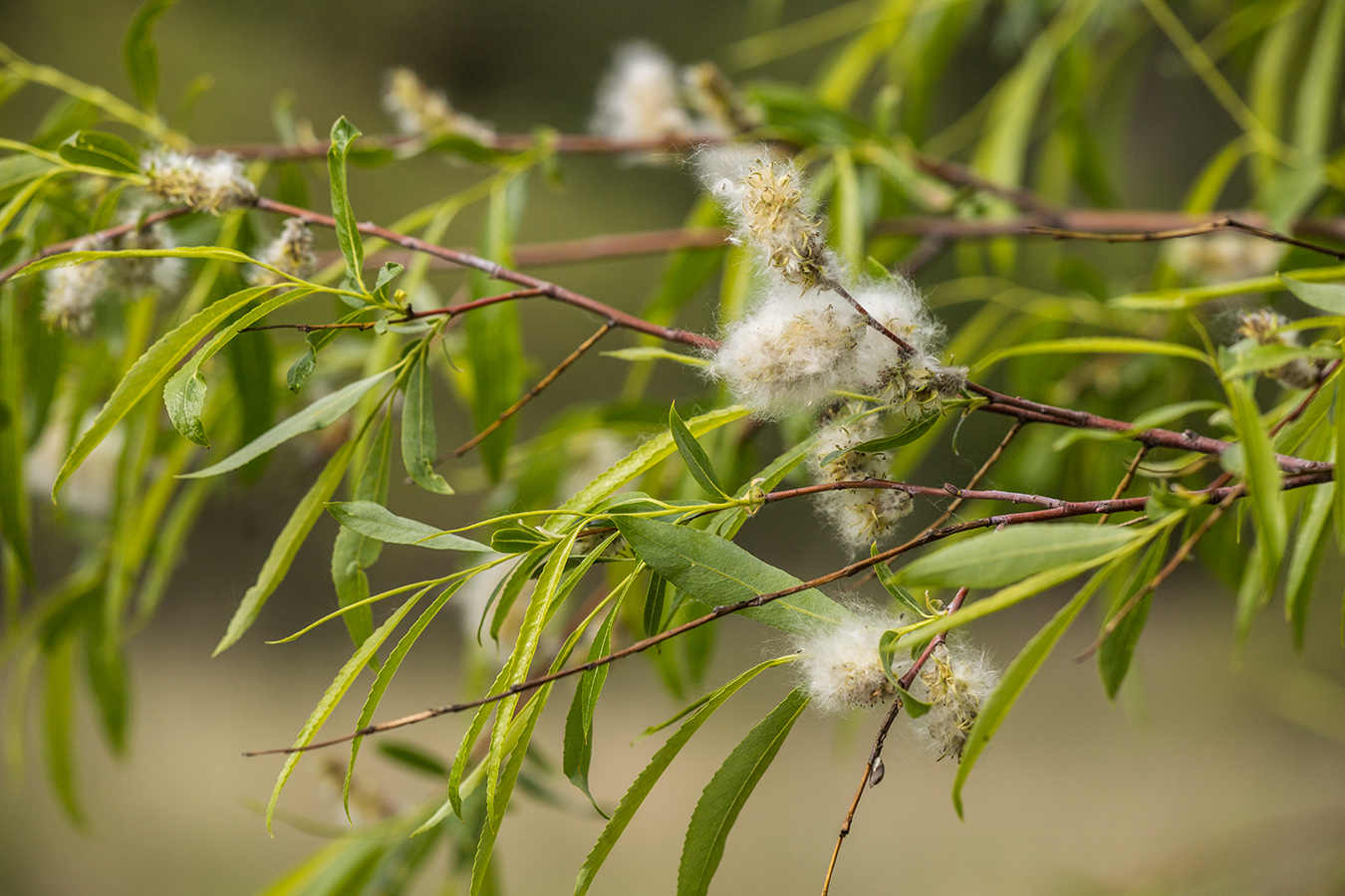 Изображение особи Salix acutifolia.