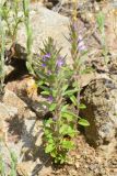 Ziziphora tenuior. Цветущее растение. Казахстан, Чу-Илийские горы, щебнистый склон горки. 07.05.2016.