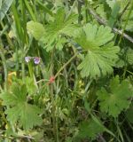 Geranium pusillum. Цветущее растение. Восточный Крым, хр. Биюк-Янышар. 25 апреля 2021 г.