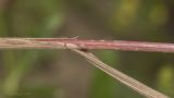 Bromus arvensis