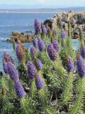 Echium candicans. Цветущее растение. США, Калифорния, Монтерей, на побережье океана. 17.02.2014.