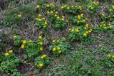 Trollius ranunculinus. Цветущие растения. Дагестан, Гунибский р-н, природный парк \"Верхний Гуниб\", ≈ 1800 м н.у.м., подножие лугового склона. 03.05.2022.