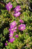 Drosanthemum floribundum. Цветущее растение. США, Калифорния, Монтерей, побережье. 17.02.2014.