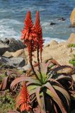 Aloe arborescens. Верхушка побега с соцветием. США, Калифорния, Монтерей, в культуре на побережье океана. 17.02.2014.