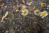 Glebionis coronaria. Верхушки побегов с соцветиями. Испания, г. Барселона, гора Turó del Carmel. 30.03.2019.