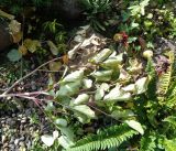 Paeonia caucasica