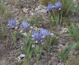 Iris pumila. Цветущие растения. Восточный Крым, хр. Биюк-Янышар, каменистая степь. 25 апреля 2021 г.