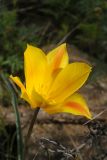 Tulipa brachystemon. Цветок. Казахстан, хр. Шолак, северней вдхр. Капчагай. 13.04.2016.