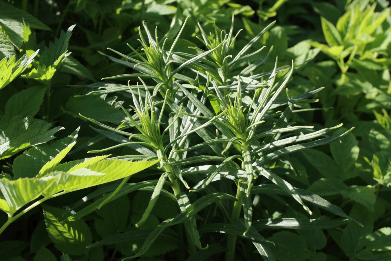 Изображение особи Lithospermum officinale.