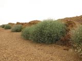 Zilla spinosa. Цветущие растения на обочине дороги. Израиль, долина Арава. 27.03.2010.