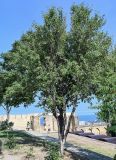 Amygdalus communis. Взрослое дерево. Дагестан, г. Дербент, в культуре. 30.07.2022.