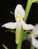 Platanthera bifolia. Цветок. Дагестан, Табасаранский р-н, окр. с. Татиль, буковый лес. 23 мая 2022 г.