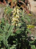 Astragalus nuttallii. Верхушка цветущего растения. США, Калифорния, Монтерей, побережье. 17.02.2014.