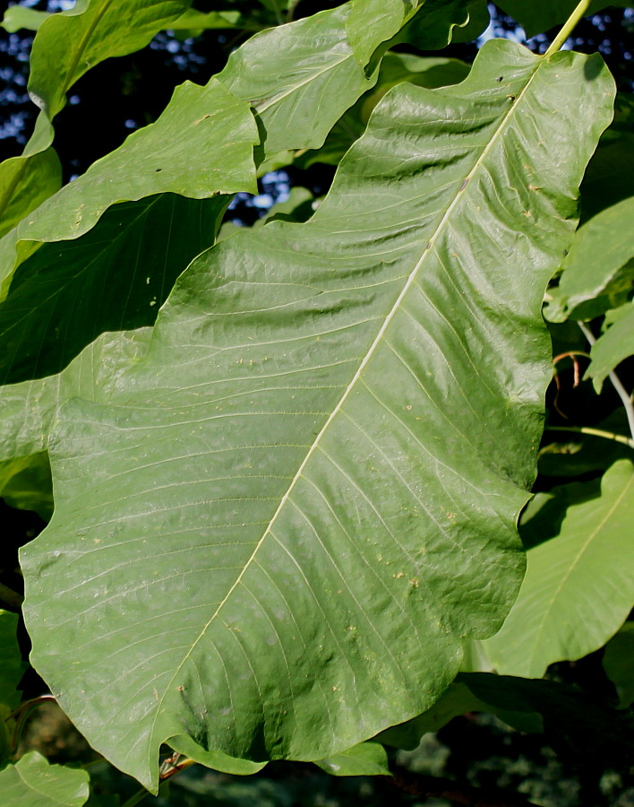 Изображение особи Magnolia officinalis.