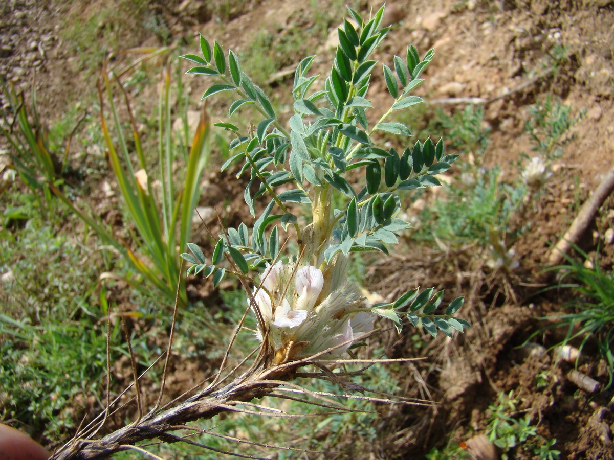 Image of Astragalus pterocephalus specimen.