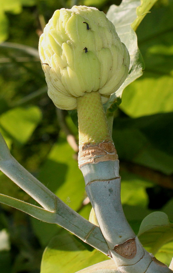 Image of Magnolia officinalis specimen.