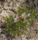 Amygdalus nana. Цветущее растение. Восточный Крым, хр. Биюк-Янышар, каменистая степь. 25 апреля 2021 г.