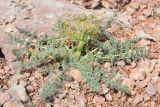 Schrenkia vaginata. Зацветающее растение. Казахстан, Чу-Илийские горы, каменистый склон горки. 07.05.2016.