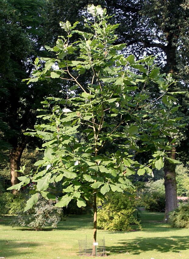 Image of Magnolia officinalis specimen.