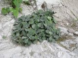 Arabis caucasica. Розетка листьев на скале (на высоте 15-20 м). Абхазия, дорога к оз. Рица, ущ. \"Каменный мешок\". 18 июля 2008 г.