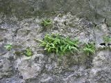 Asplenium trichomanes. Растение на стене у монастыря. Абхазия, Гудаутский р-н, г. Новый Афон. 17 июля 2008 г.