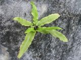 Phyllitis scolopendrium. Растение на стене ограждения. Абхазия, Гудаутский р-н, г. Новый Афон, набережная. 22 июля 2008 г.