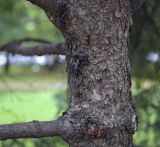 Picea glauca