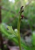 Botrychium matricariifolium