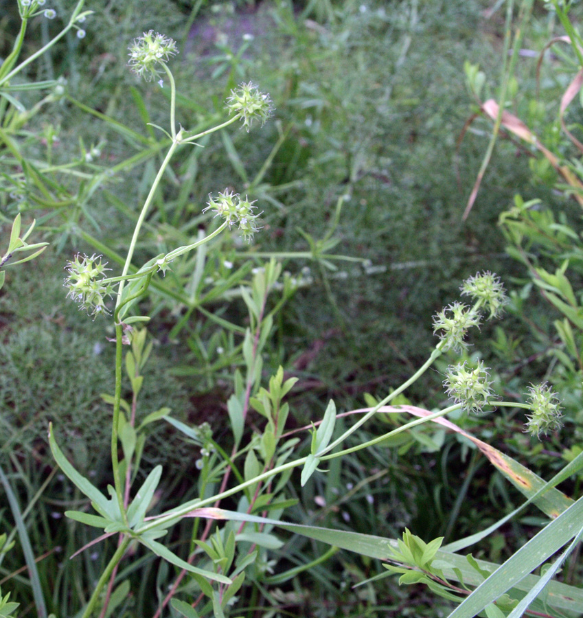 Изображение особи Valerianella dactylophylla.