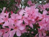 Nerium oleander. Цветы. Абхазия, Гудаутский р-н, г. Новый Афон, набережная. 15 июля 2008 г.