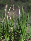 Carex humilis