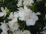 Nerium oleander. Цветки белой окраски. Абхазия, Гудаутский р-н, г. Новый Афон, набережная. 15 июля 2008 г.