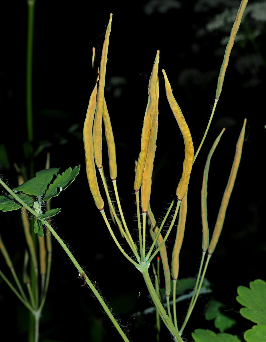 Изображение особи Chelidonium majus.
