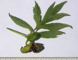 Paeonia anomala ssp. veitchii