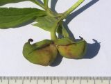 Paeonia anomala ssp. veitchii
