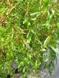 Salix &times; sepulcralis