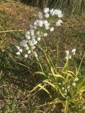 Allium neapolitanum. Цветущее растение. Испания, Каталония, г. Барселона, гора Монжуик, луг. 30.03.2019.