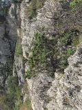 Juniperus deltoides. Взрослое деревце. Краснодарский край, Сочи, окр. мкр-на Мацеста, Орлиные скалы. 18.12.2022.