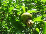 Punica granatum. Ветвь с незрелым плодом. Абхазия, Гудаутский р-н, г. Новый Афон. 16 июля 2008 г.