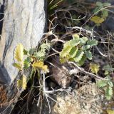 Scutellaria orientalis