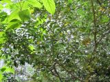 Buxus colchica. Ветви с плодами. Абхазия, по дороге на оз. Рица, ущ. \"Каменный мешок\". 18 июля 2008 г.