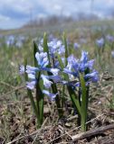 Hyacinthella pallasiana